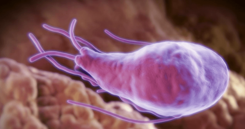Alveococcus und Echinococcus