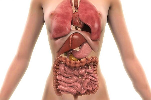 Parasiten im menschlichen Körper
