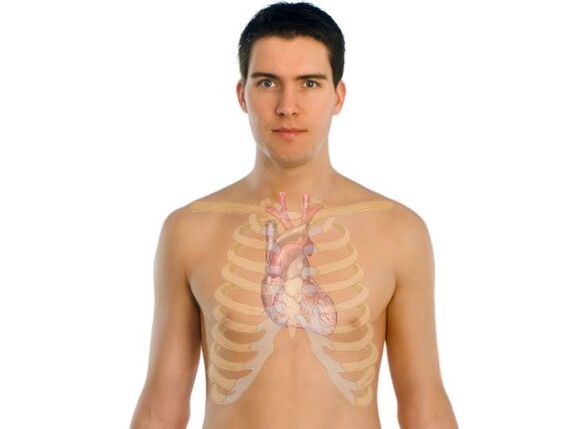 Wie Parasiten menschliche Organe beeinflussen.