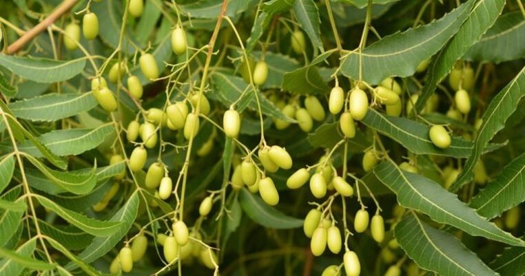 Neem entfernt Parasiten aus dem Körper