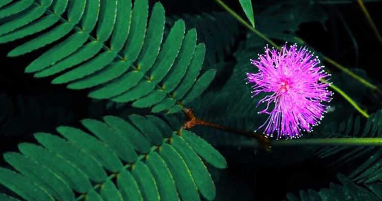 Pudica mimosa Samen helfen, Parasiten aus dem Körper zu entfernen