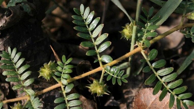 Tribulus hilft, Parasiten effektiv aus dem Körper zu entfernen