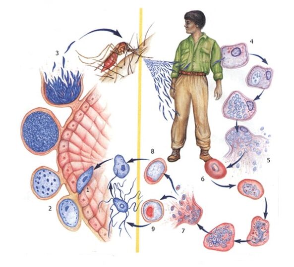 einfachste Arten der Vermehrung von Parasiten