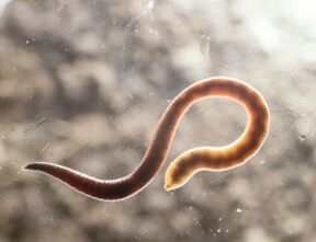 menschlicher parasitärer Wurm